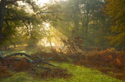 英雄联盟总决赛直播-唯一门迪，季后赛硝烟中的定海神针