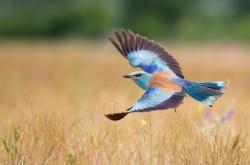 LOL赛事-当红魔跳起探戈，阿圭罗的最后一击，与比利时人谱写的无声战曲