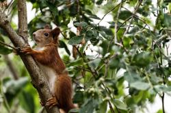 英雄联盟总决赛2025-中场艺术家，巴雷拉如何用一己之力，将曼联与皇家社会的欧战对决变成个人指挥秀