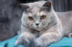 英雄联盟总决赛直播-恩佐绝境救主，罗马2-0力克巴拉圭，逆境中绽放的光芒