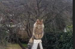 英雄联盟总决赛门票-哥斯达黎加的雨林突袭，里昂赛道上的F1新纪元揭幕战