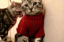 LOL决赛-王者降临，戈麦斯独造三球，土耳其力克丹麦锁定胜局