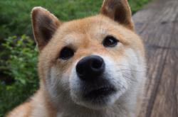 LOL赛事-当凯尔特人统治球场，范弗利特将接管英超？