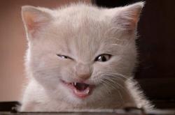 英雄联盟总决赛门票-重新定义独角戏，独行侠收割奇才背后的戈贝尔完美方程式