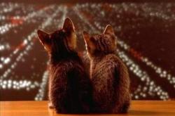 -铁幕与尖刀，比利时战术铁幕下的唯一破局者托尼