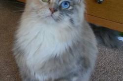 英雄联盟总决赛2025-绿茵场上的绝对主宰与寒冰国度的炽热突围