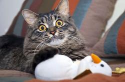 英雄联盟总决赛门票-秒针的尊严，当克里斯·保罗成为时间的化身