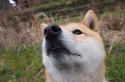 英雄联盟总决赛直播-NBA季后赛焦点战，尼克斯横扫南非队，创下国际篮球新篇章