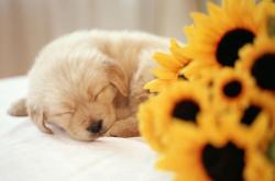 LOL决赛-孤胆风暴，当马克西用52分将爵士奏鸣曲碾为齑粉