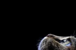 英雄联盟总决赛赛程-太阳鏖战活塞，布伦森在命运的熔炉中淬炼成钢