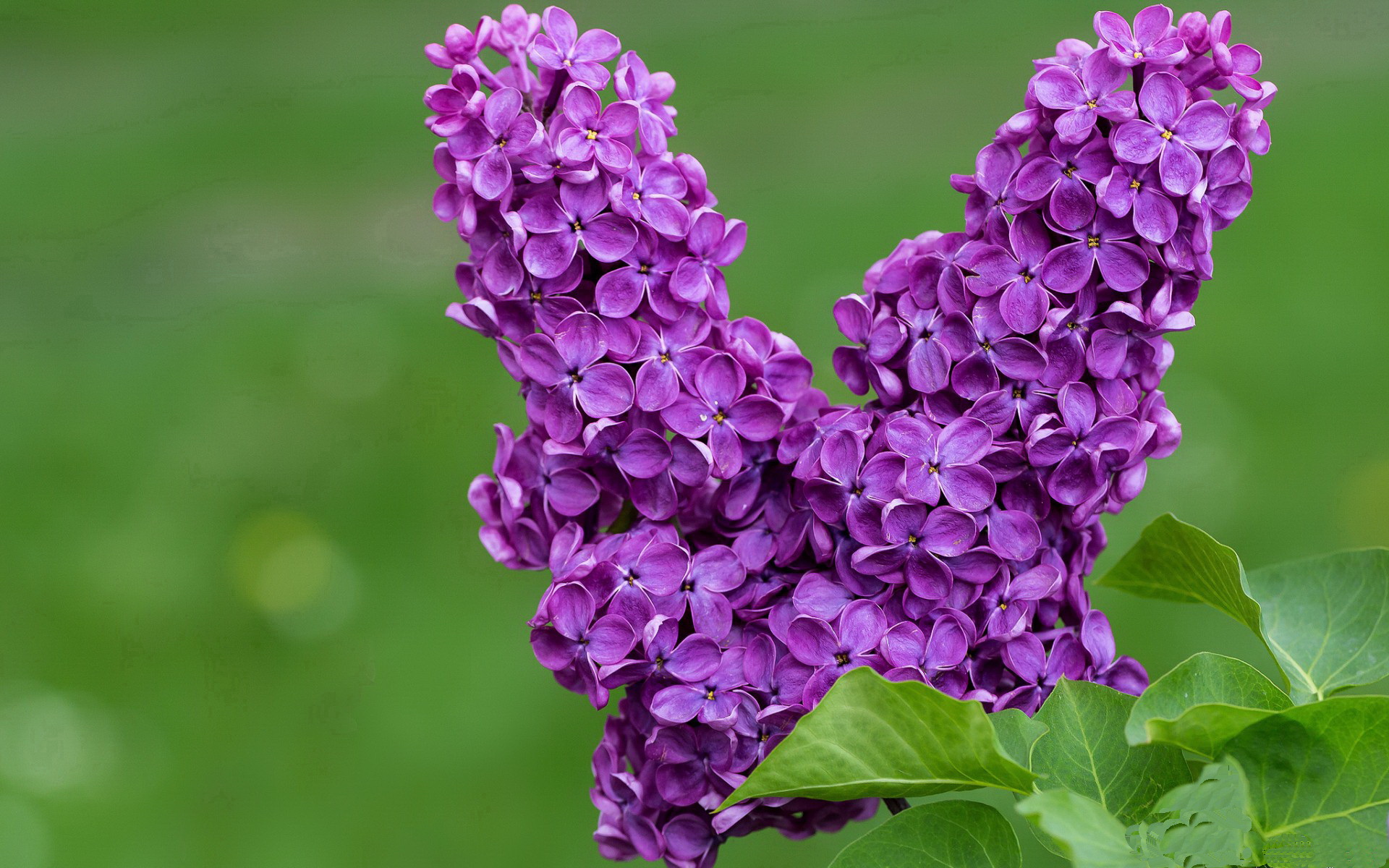 分野与共鸣,当国家德比的悬念,遇上灰熊的确定性