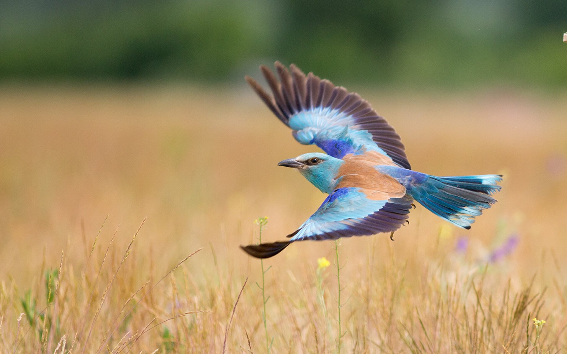 当红魔跳起探戈,阿圭罗的最后一击,与比利时人谱写的无声战曲