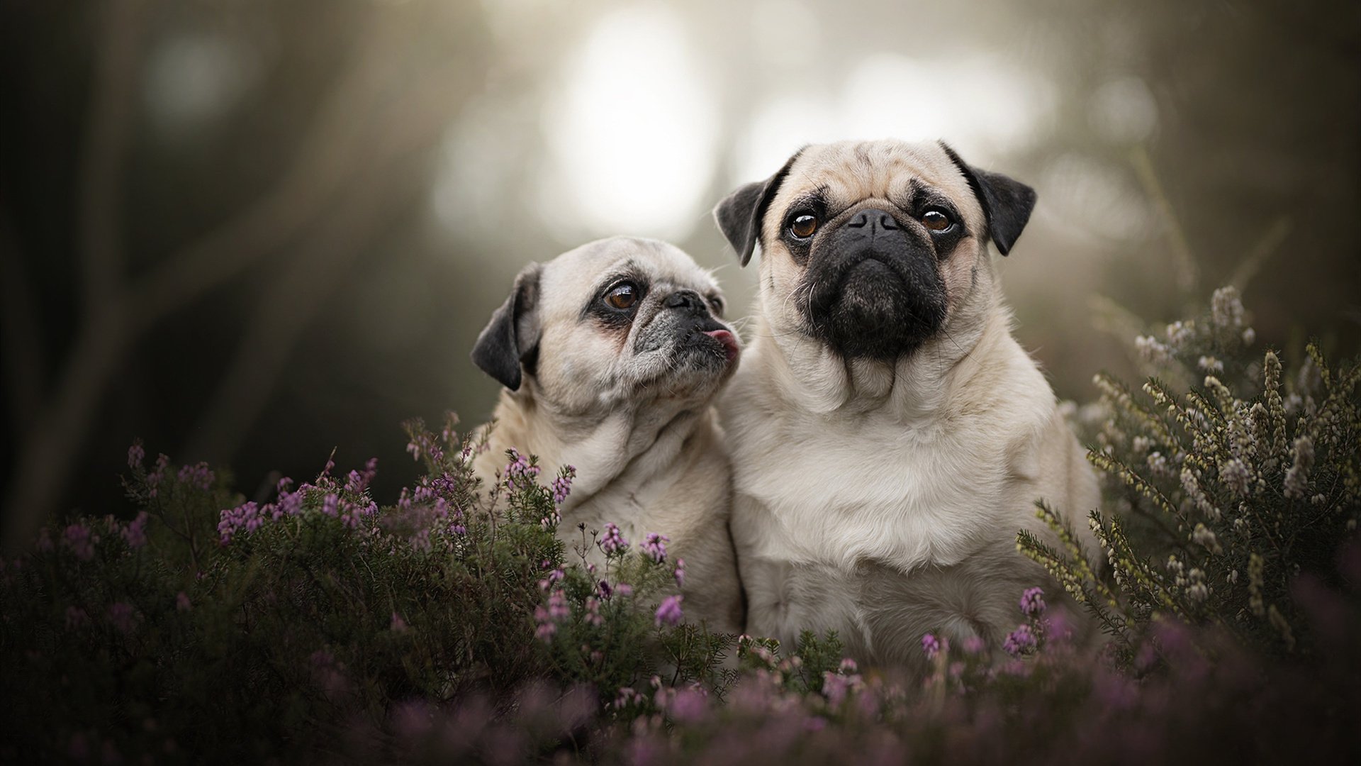 铁骑踏碎鹈鹕羽翼,范弗利特关键先生光芒四射