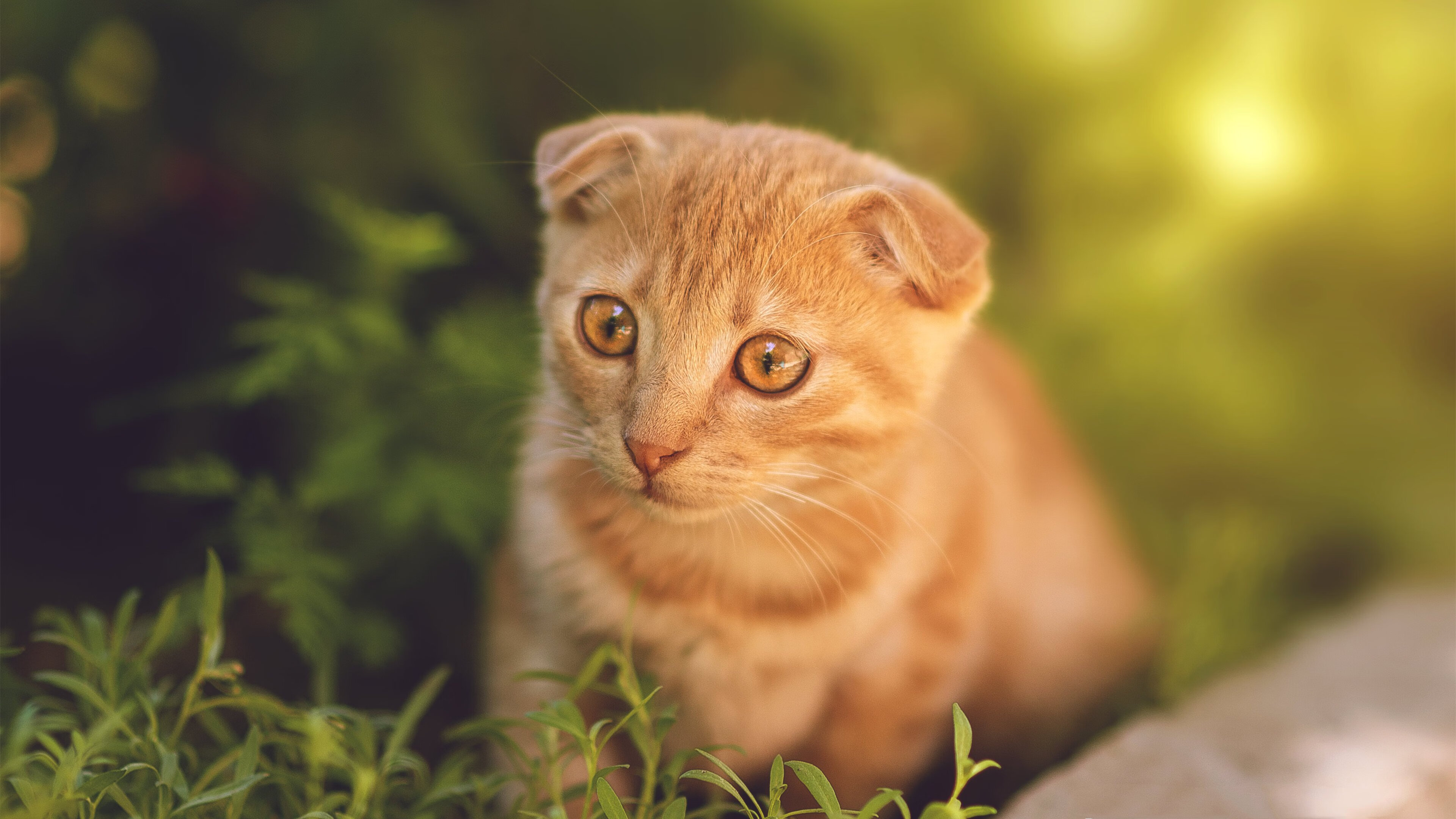 蓝军双翼齐飞,比利时连线碾压国米,帕尔默一剑封喉定江山