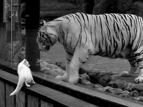 假如库里在猛龙,2019年东决的蝴蝶效应