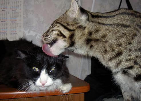 当他看穿篮球是颗慢速足球，金玟哉如何用足球大脑对NBA总决赛实施降维打击