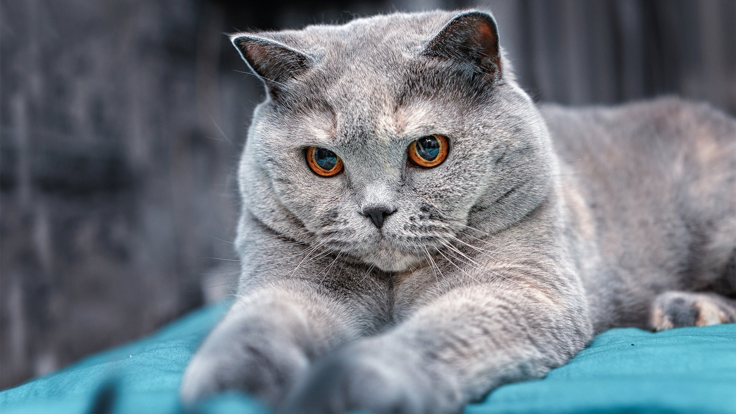 恩佐绝境救主，罗马2-0力克巴拉圭，逆境中绽放的光芒