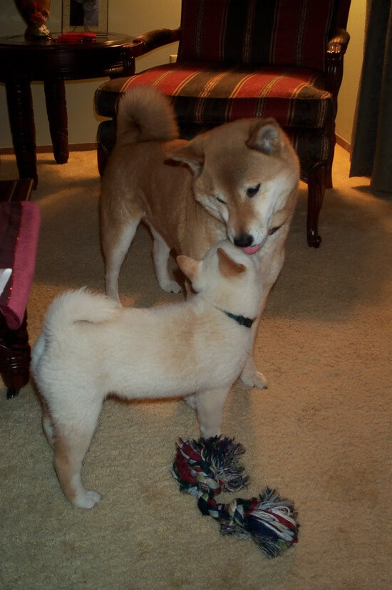 唯一性闪耀,萨卡一锤定音,苏格兰雷霆万钧火力全开