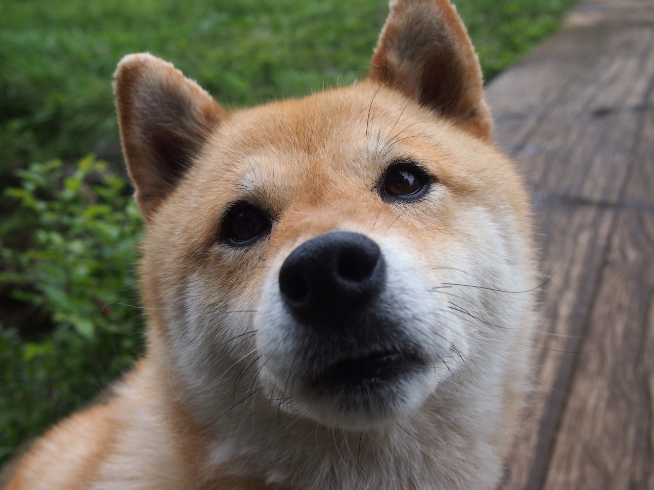 当凯尔特人统治球场,范弗利特将接管英超?