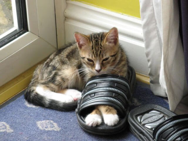 史上首次!魔术魔法破解辽宁重剑,世界排名争夺战现惊天变局