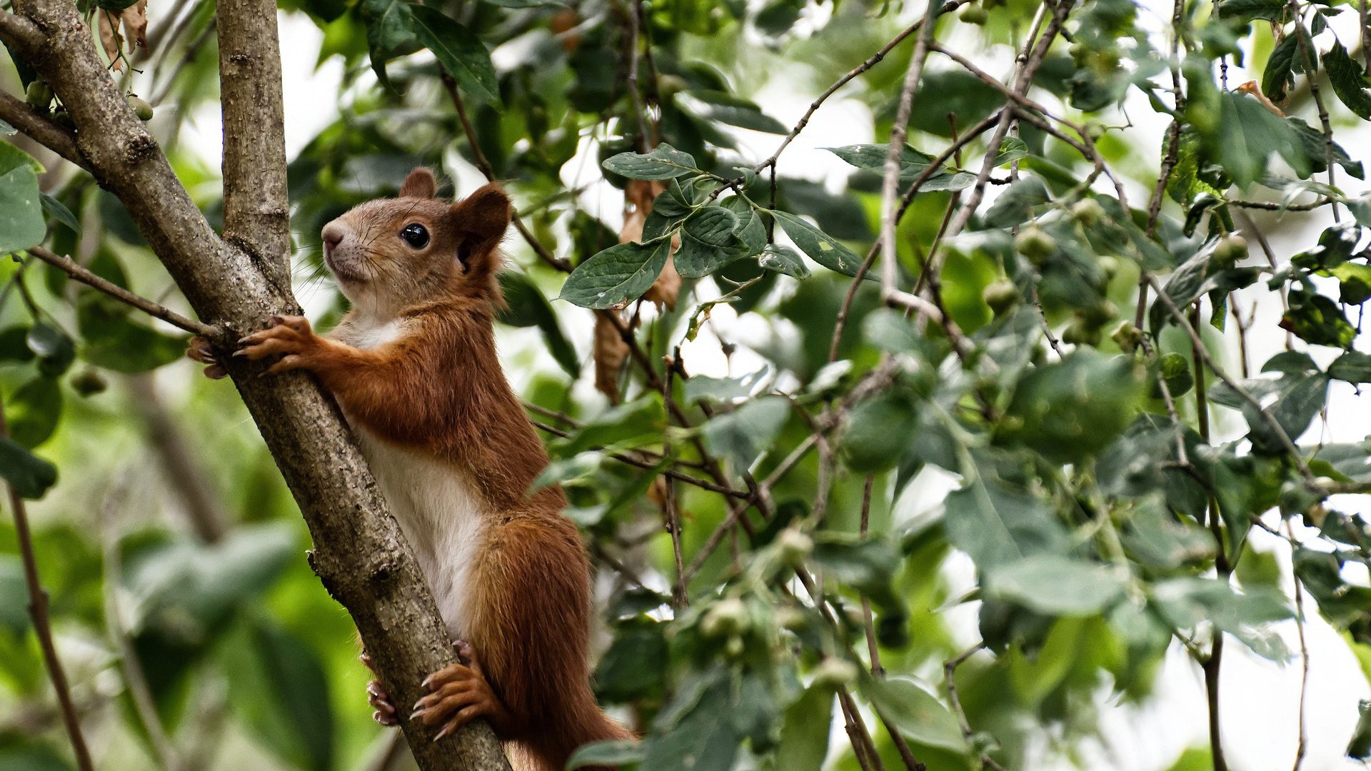 一剑封喉，卡拉斯科在2026世界杯之夜的唯一性高光