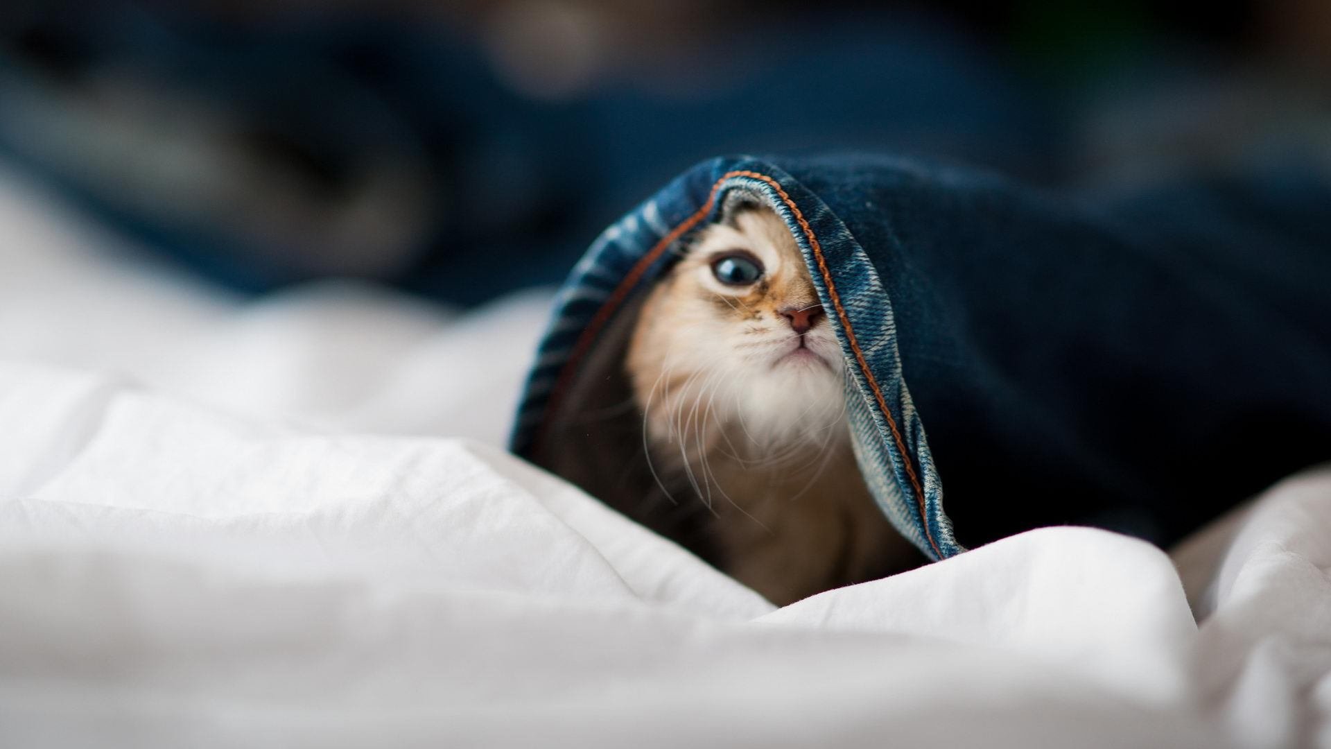 跨洋对决,塔图姆全场最佳无悬念,新疆队力克黄蜂创历史